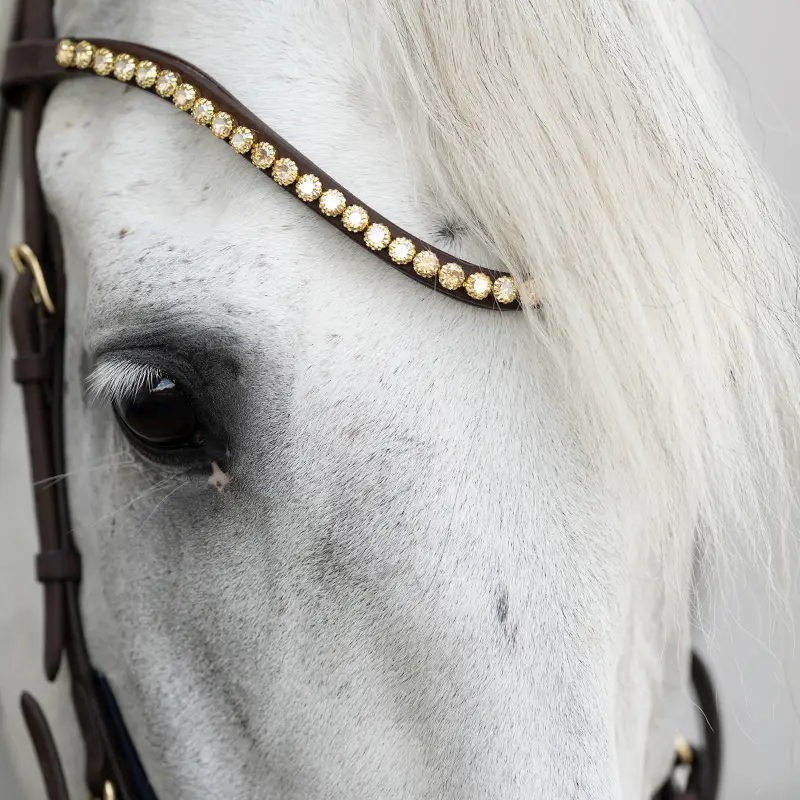 bridle CALIANO english nb. with flash