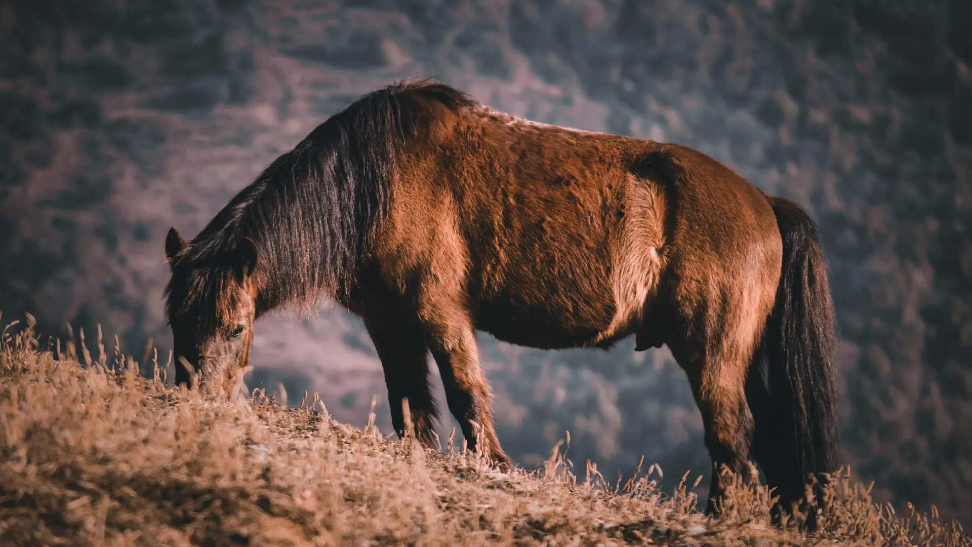 Pferd im Winterfell grast auf einer trockenen Wiese vor einer Bergkulisse.