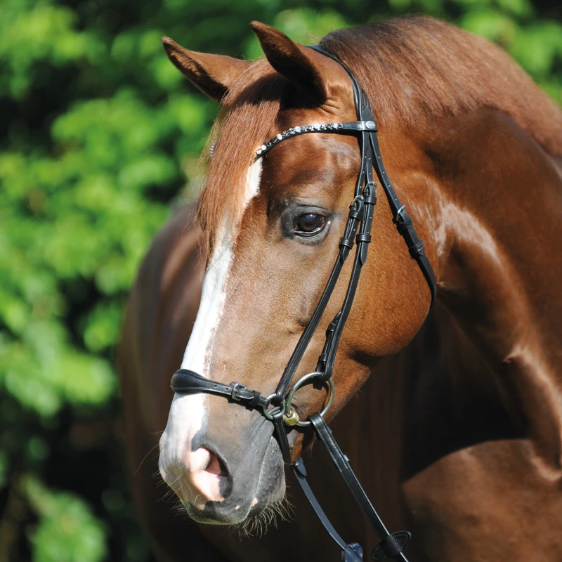 bridle FIALA drop nb.