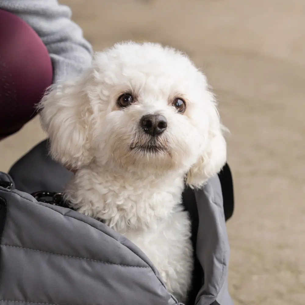 Hundetasche KLMacey mit Decke Winter 2025