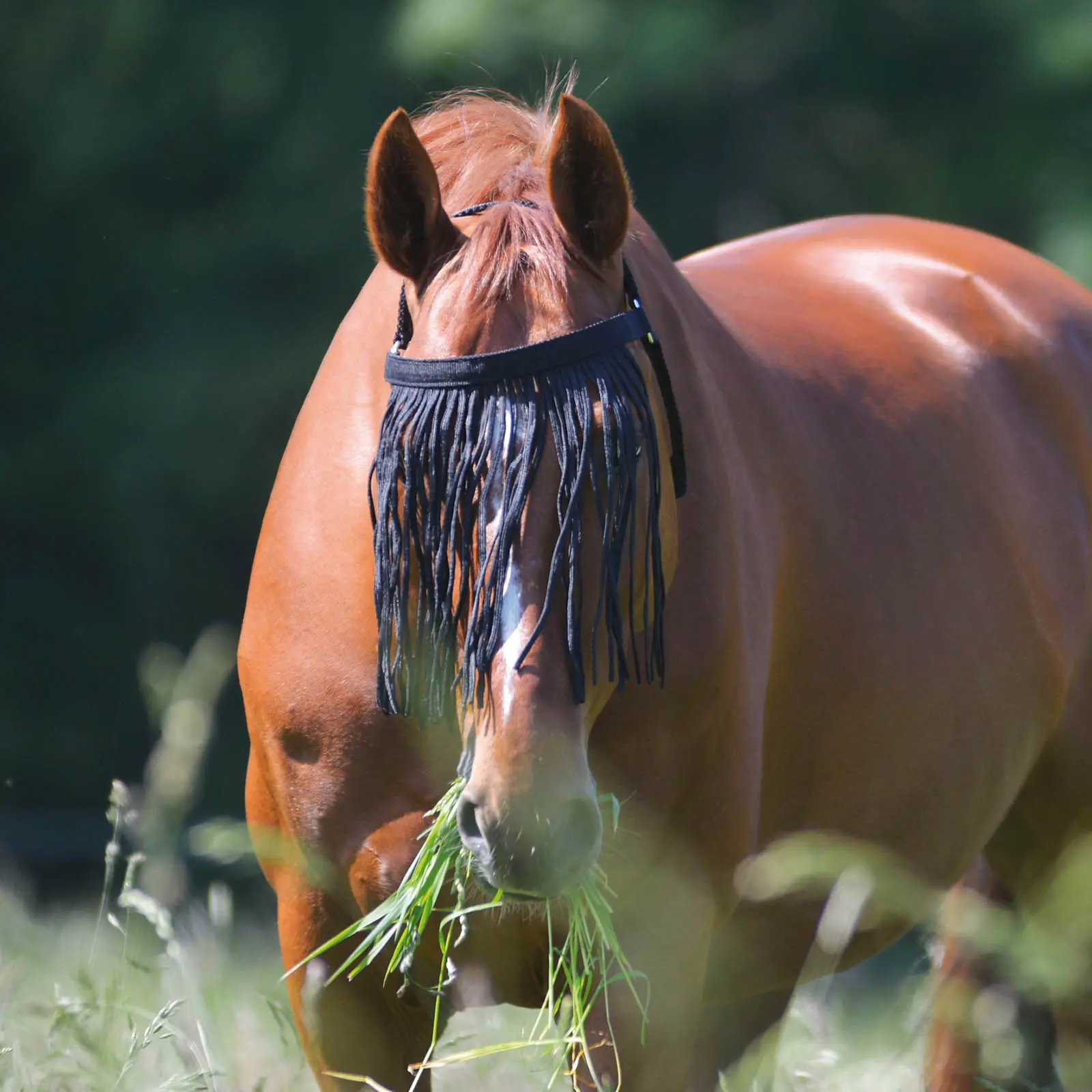 Fly Fringe with head part