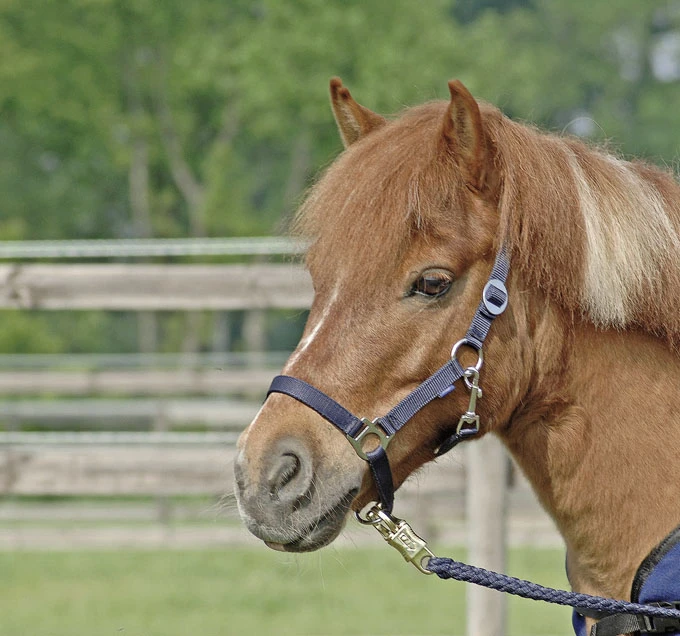 BUSSE Headcollar HANSA