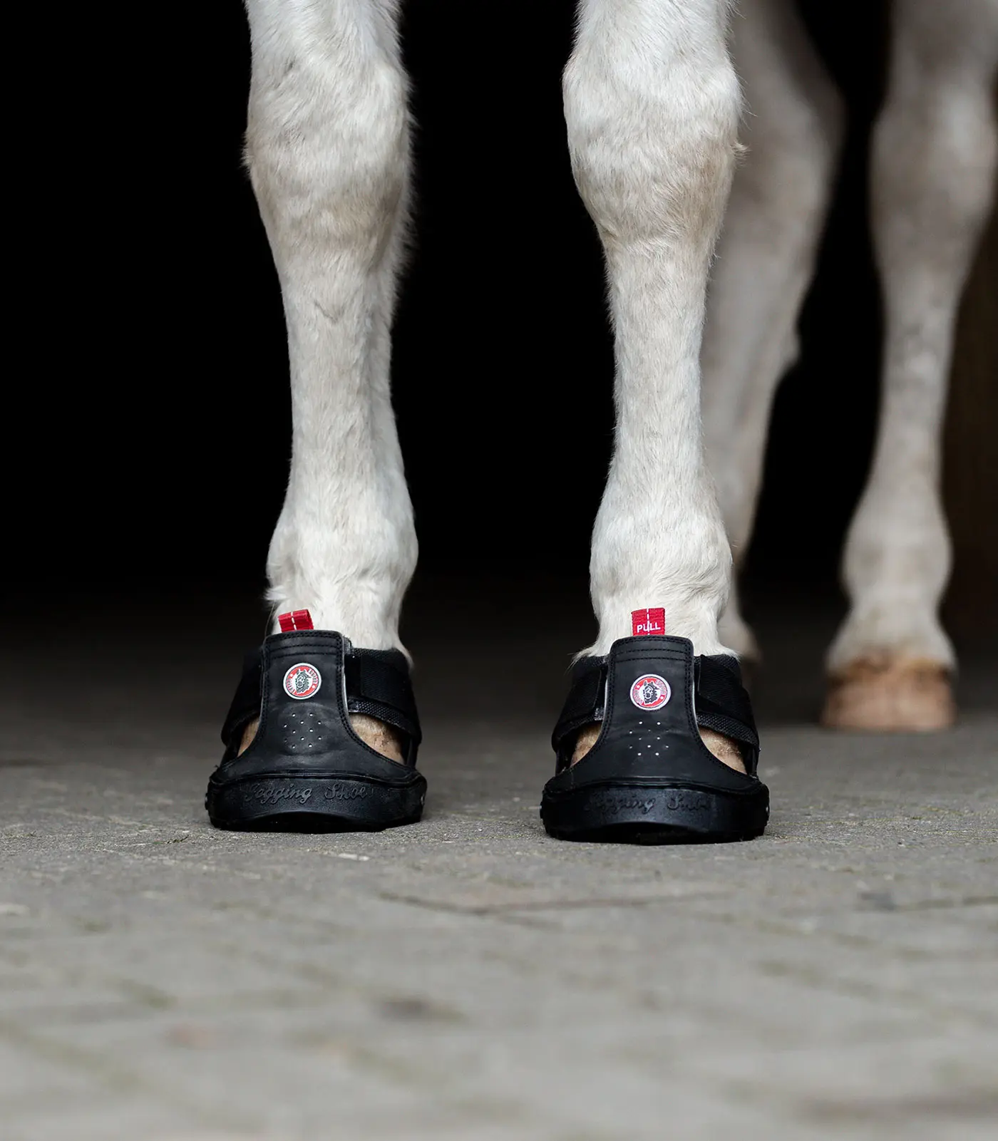 Trekking Shoe