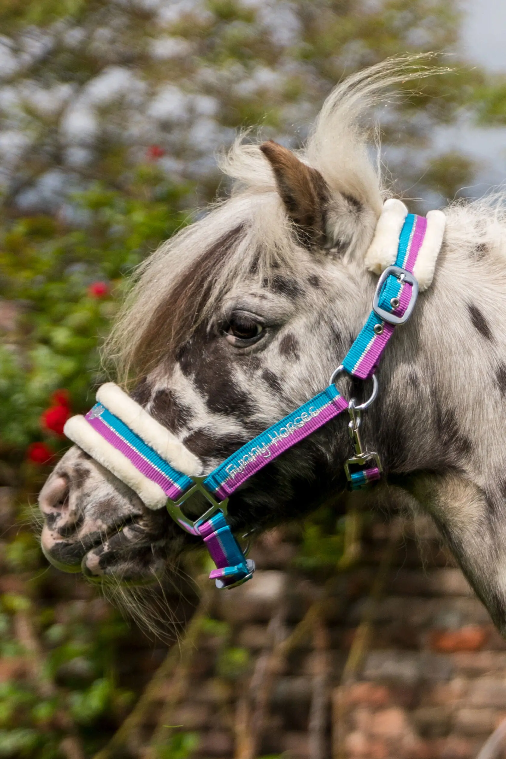Halfter -Funny Horses-