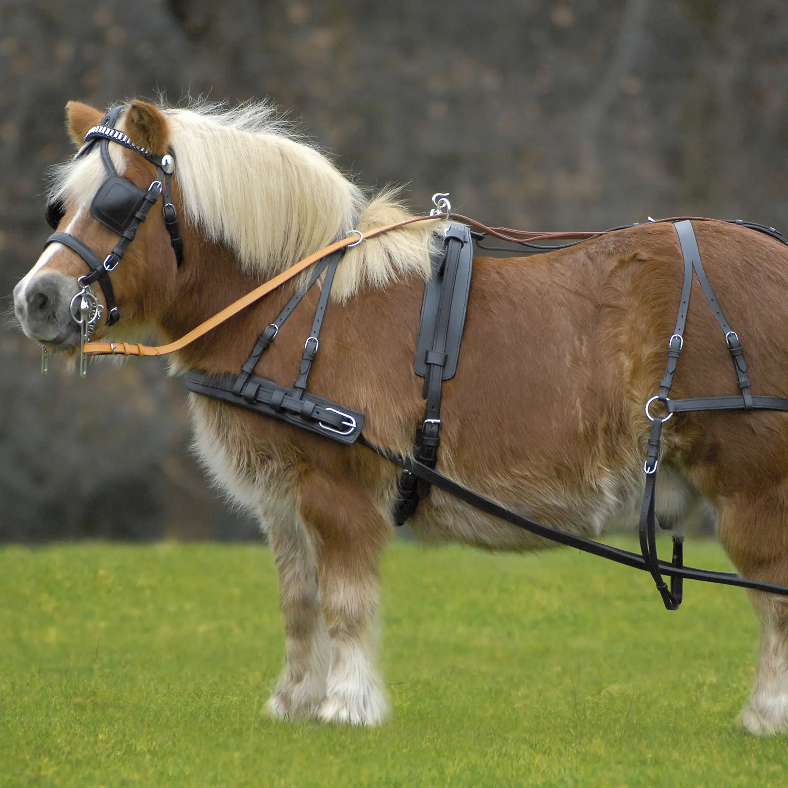 Einspänner Geschirr Economic, Pony und Shetty