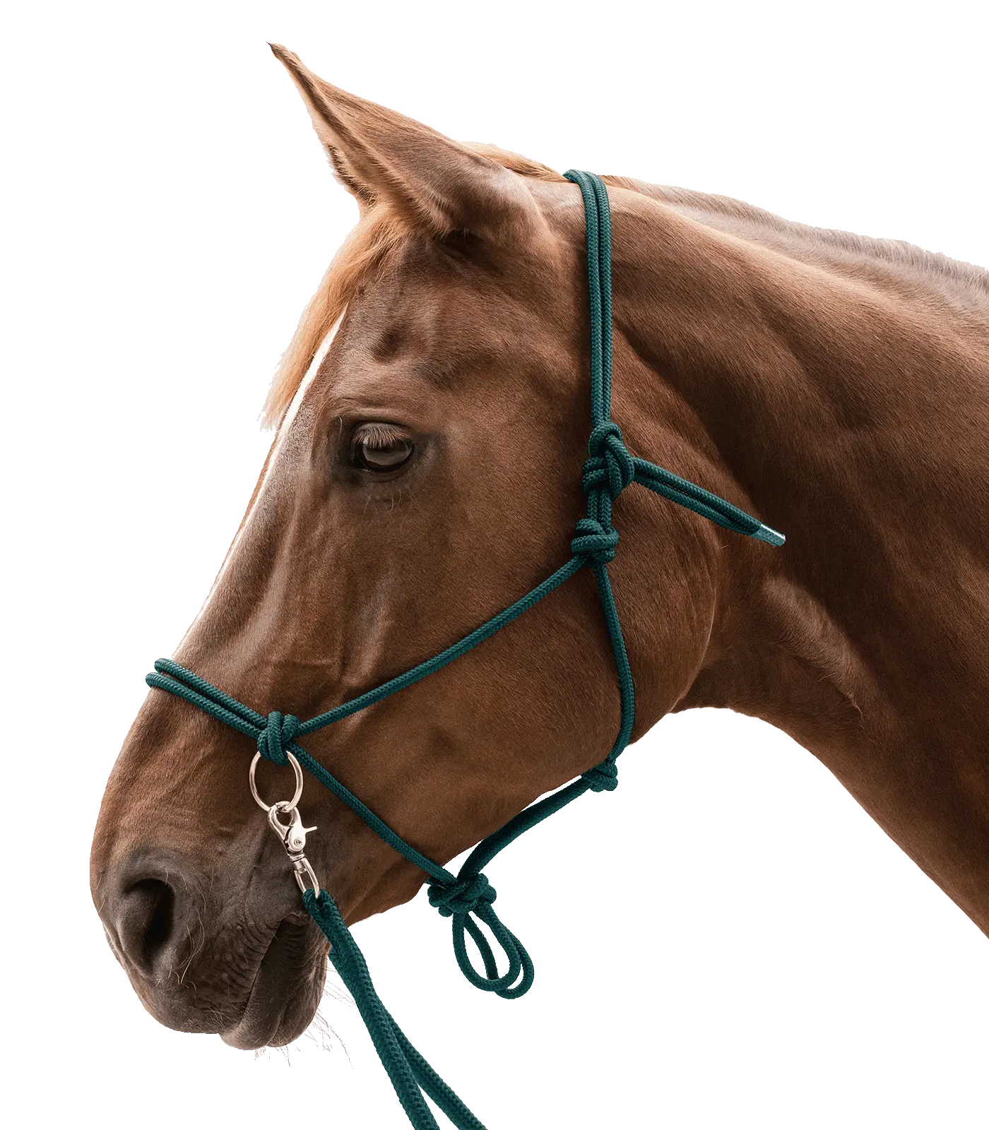 Knotted Halter with reins