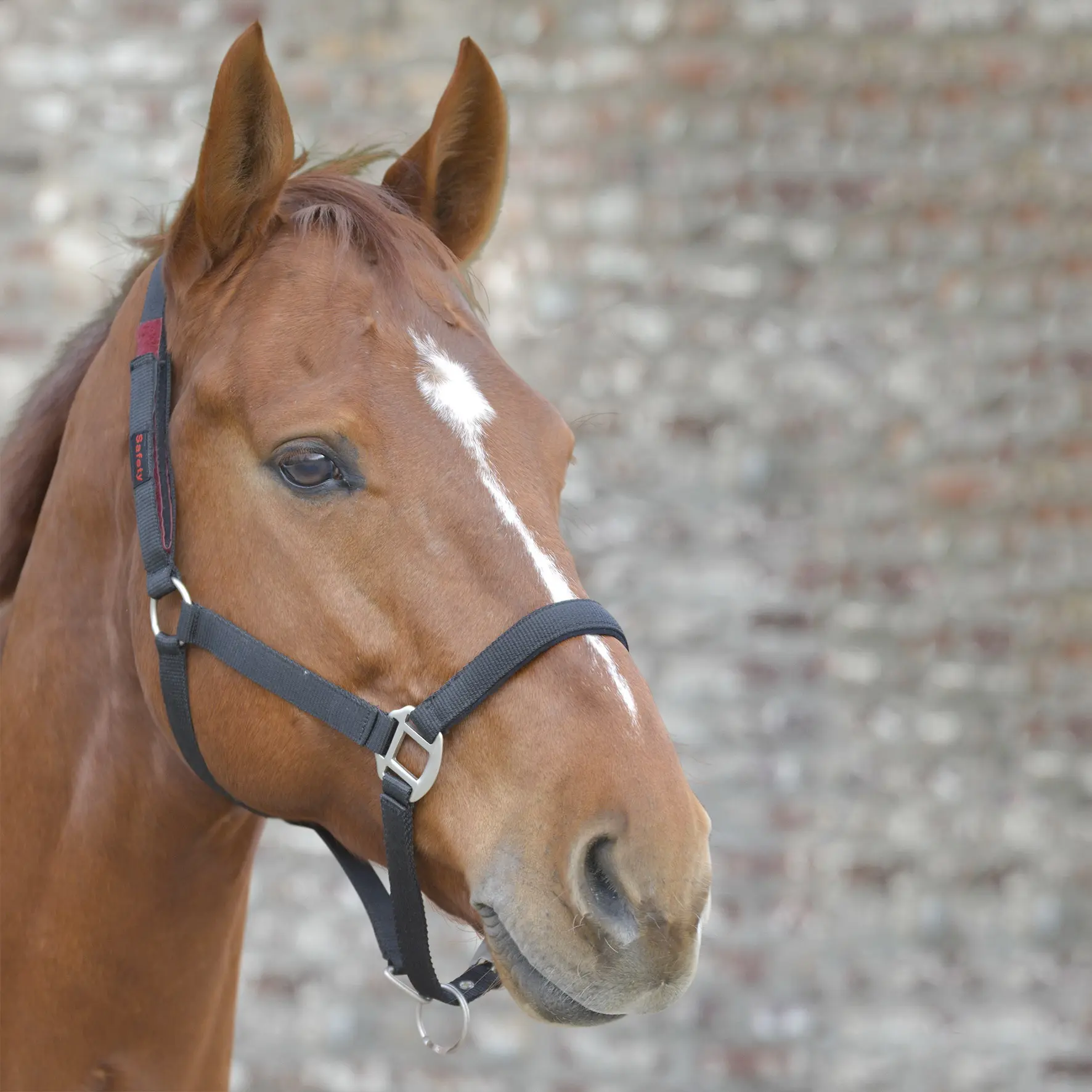 Safety Halter