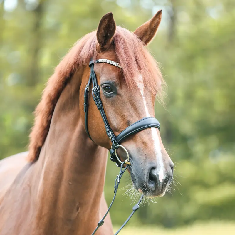 Trense EVERLYN mit schwed.komb. Reithalfter, geöltes Leder