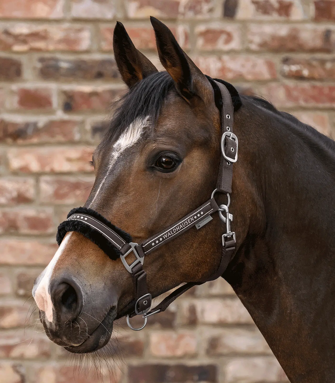 Halfter ELEGANT