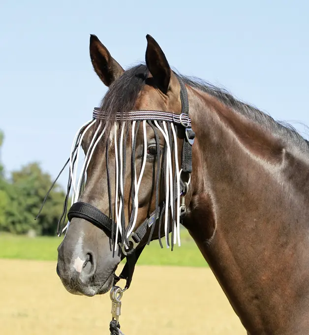 BUSSE Flystring Browband TAMPERE