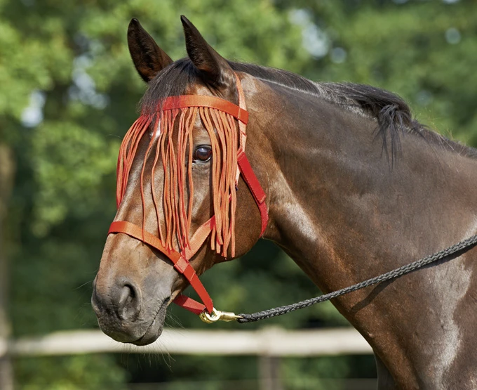 BUSSE Headcollar WEIDE-FRANSEN