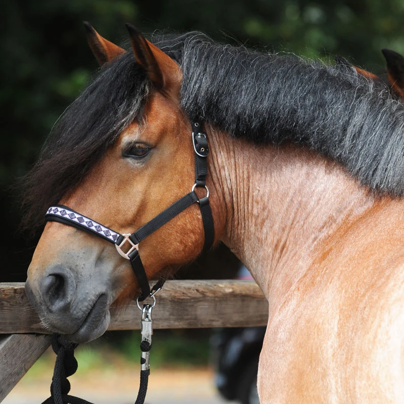 halter Draft Horse-Classic