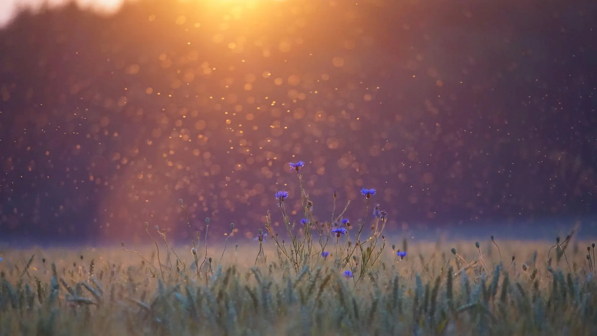 Insekten schweben im warmen Abendlicht über einer Sommerwiese mit blauen Kornblumen.