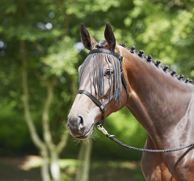 BUSSE Headcollar WEIDE-FRANSEN