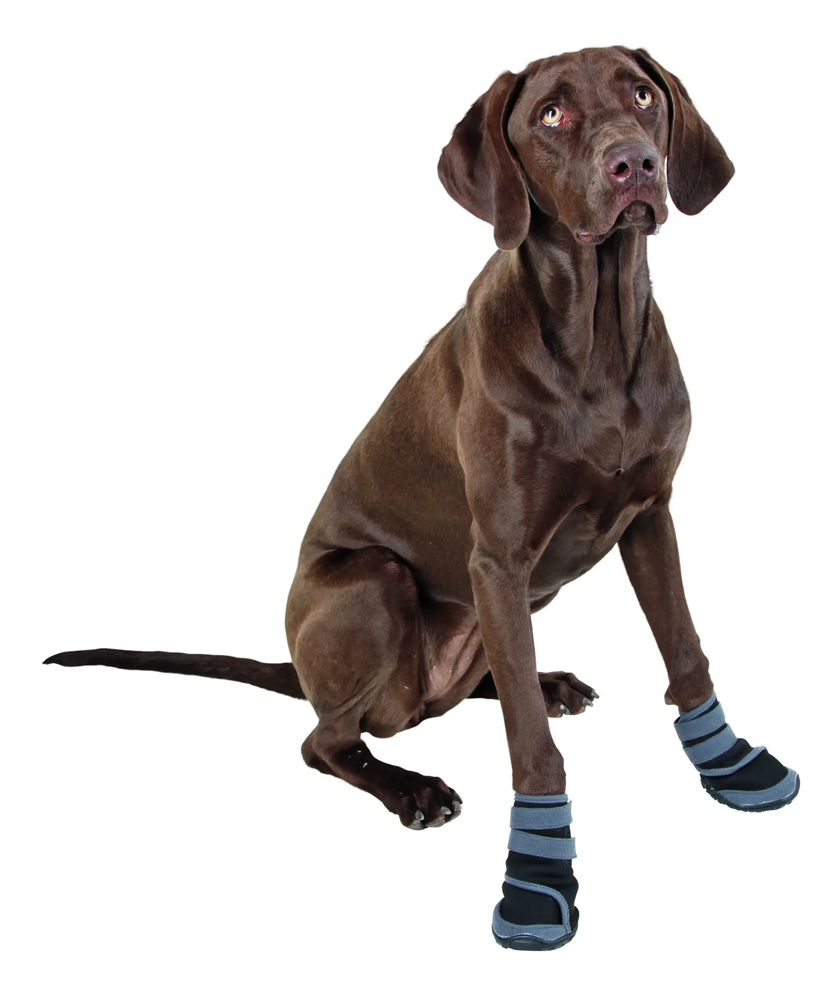 Paw Protection Active