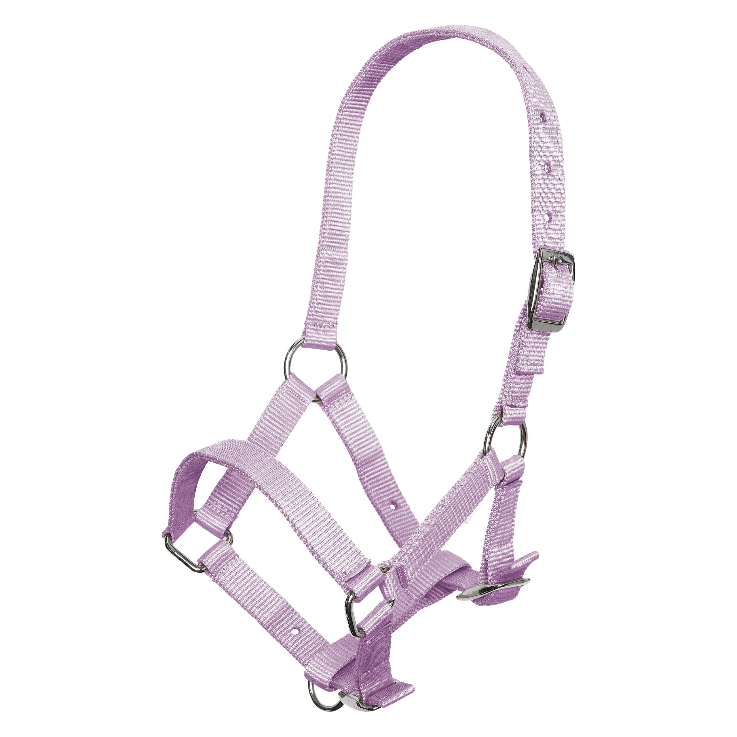 Headcollar foal IRH Summer 2026