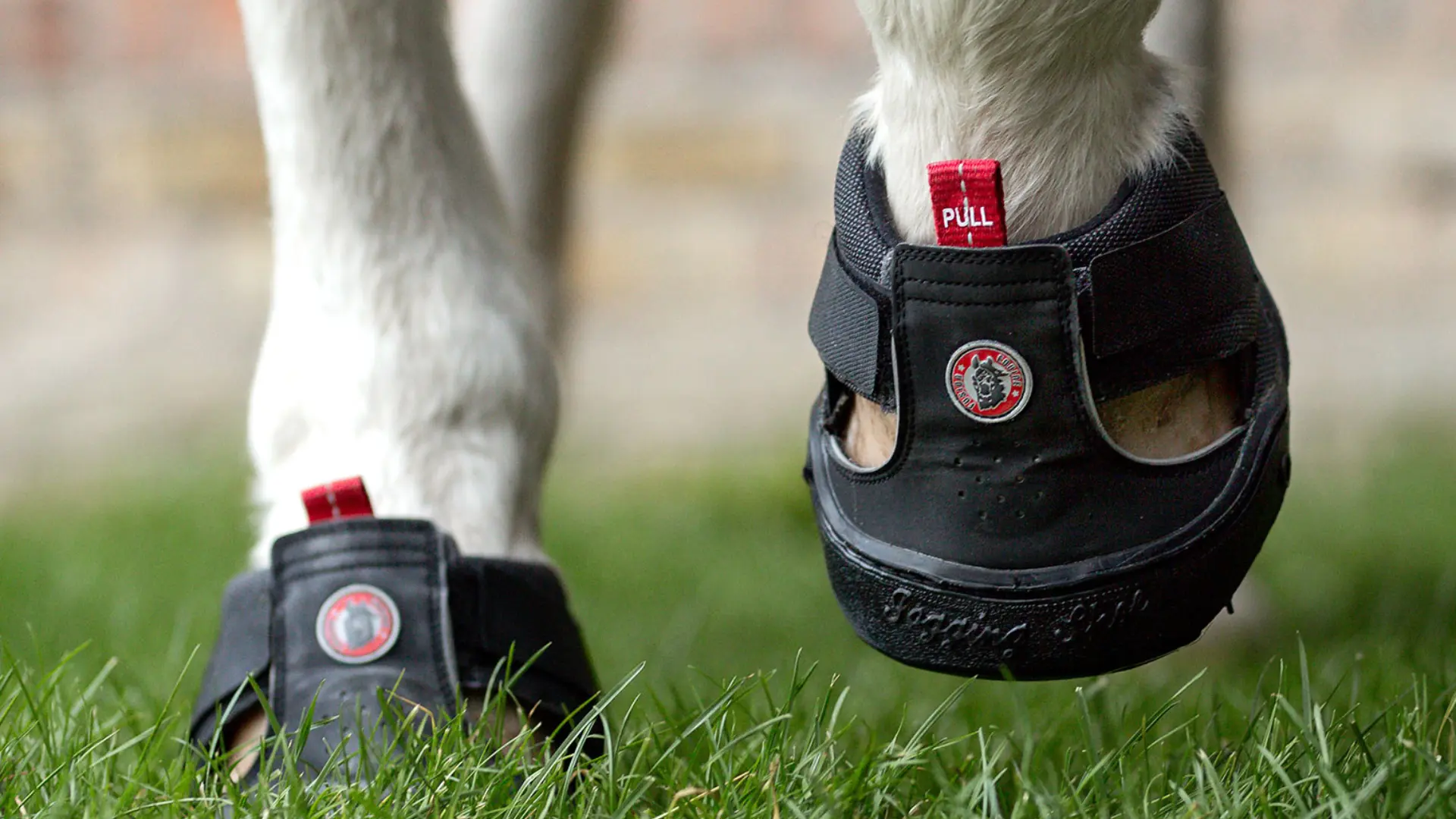 Pferd mit schwarzen Hufschuhen auf Frühjahrsgras – Hufschutz zur Vorbeugung von Hufrehe