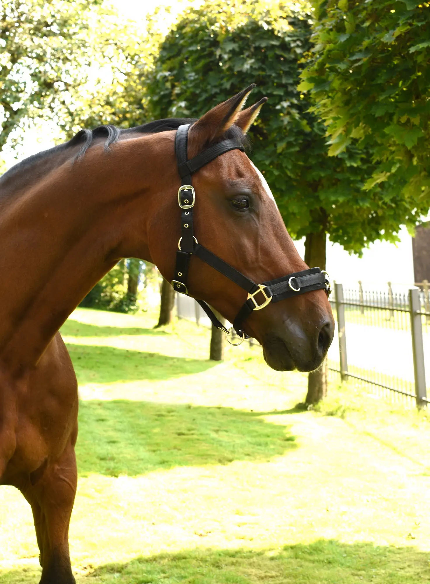 Lunge halter, black, Cob