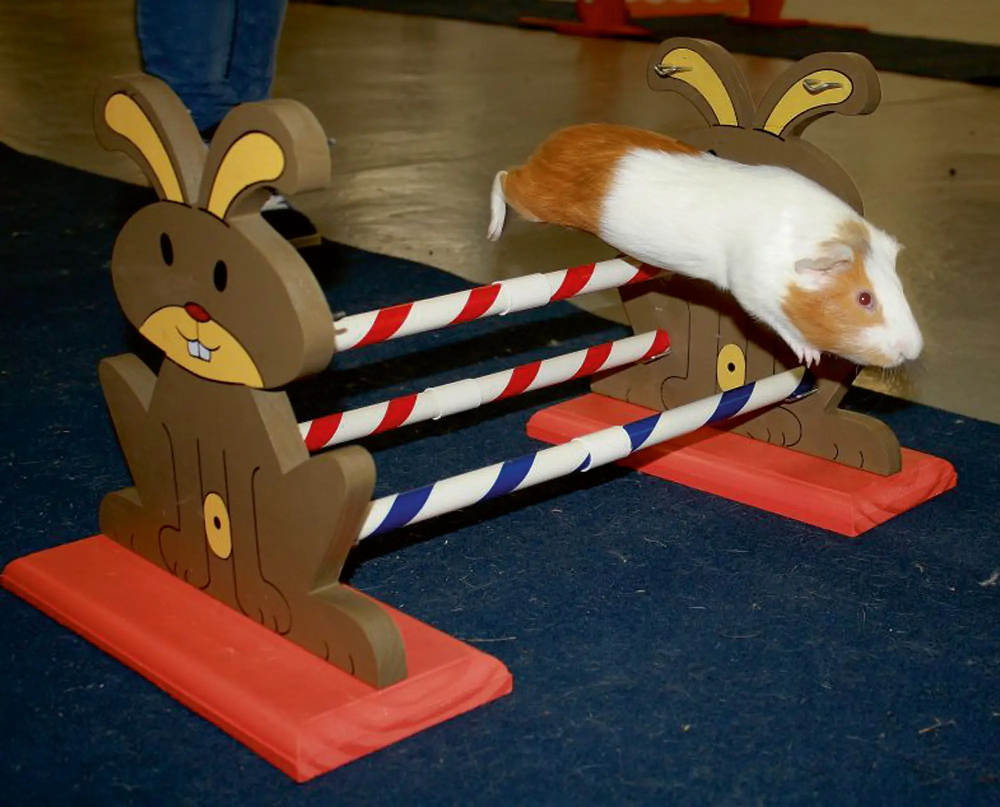 Agility Rodent Obstacles 62 x 33 x 34 cm