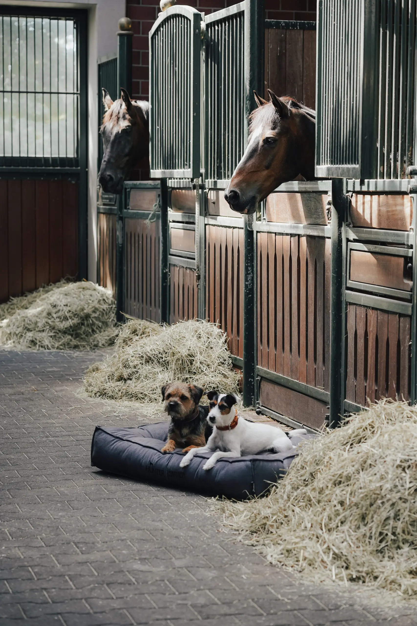 Hundebett CHESTER