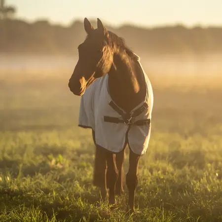 BUSSE Summer Rug EARLY SEASON