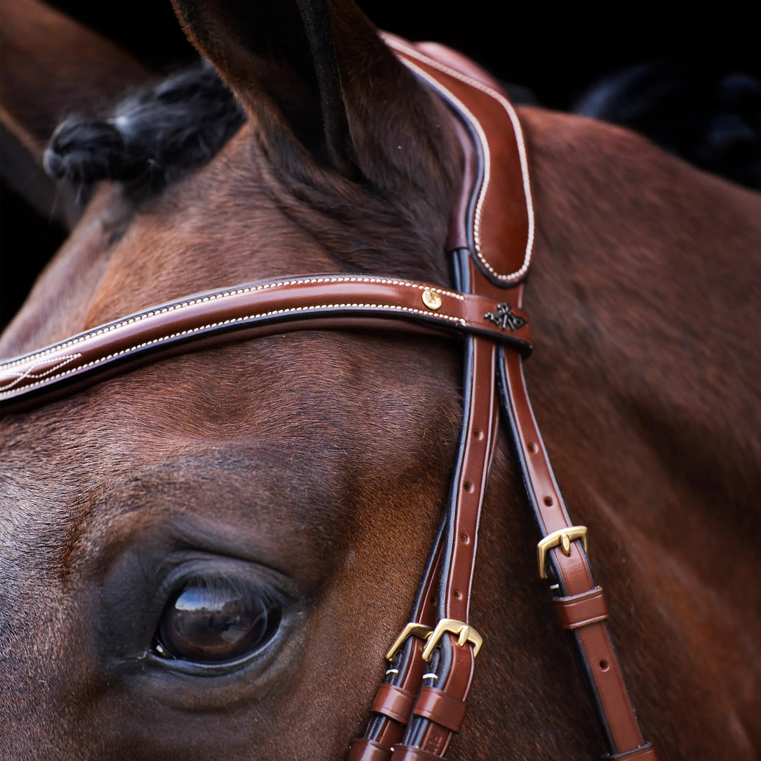 Bridle HVP-Legacy