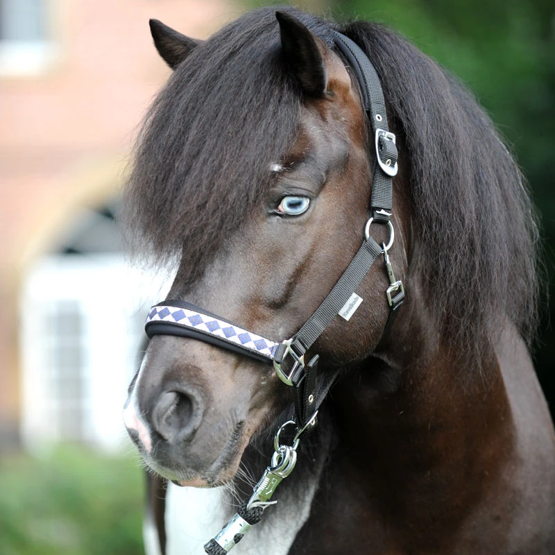 KAVALKADE Perlon-Halfter "Island Classic", schwarz