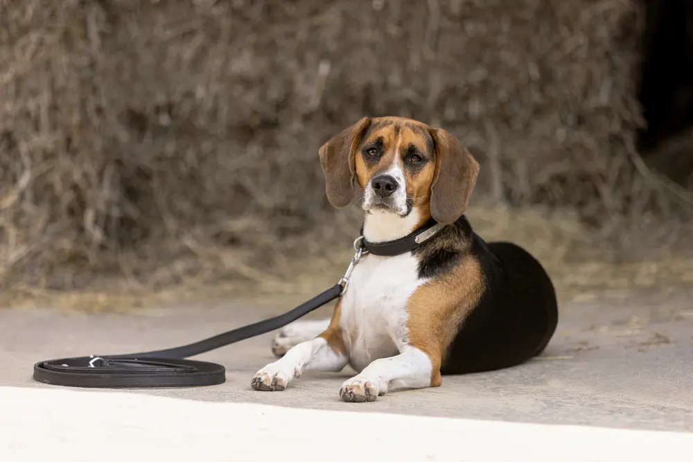 dog set LEATHER CORE black-silver