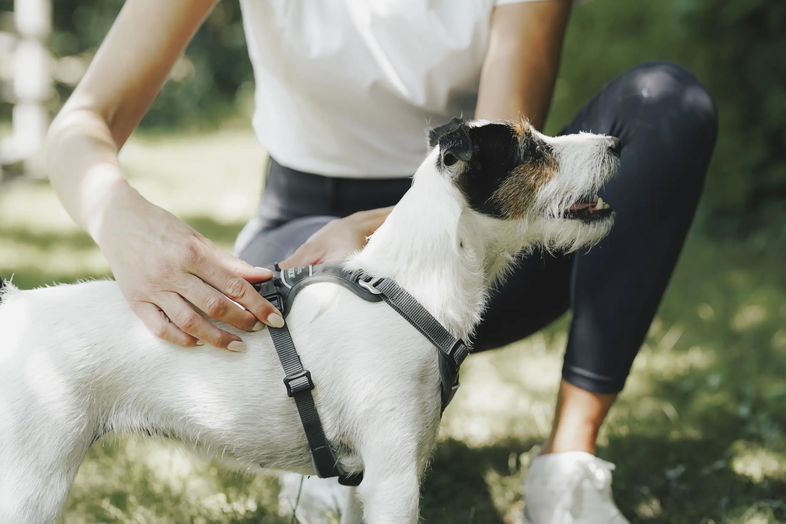 Dog harness MOTION