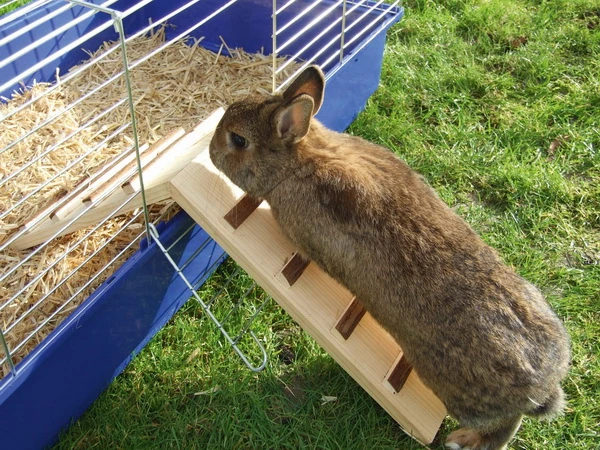 wood bridge for cage exit width: 17 cm
