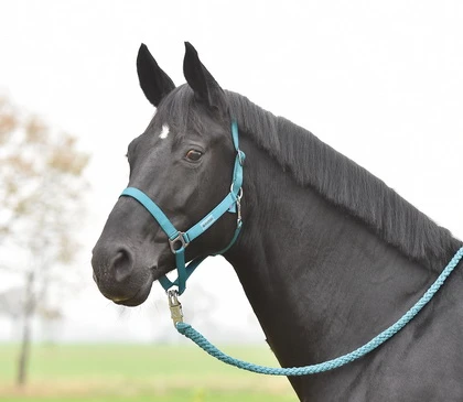 BUSSE Headcollar HANSA