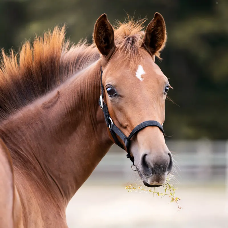 nylon Foal/Yearling halter