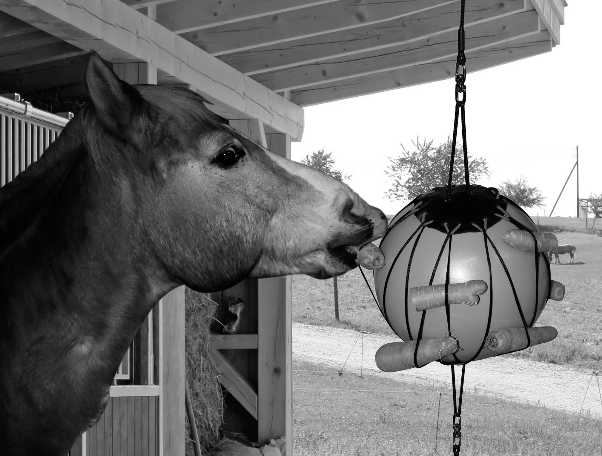Therapy ball for horses, Ø 25 cm, green