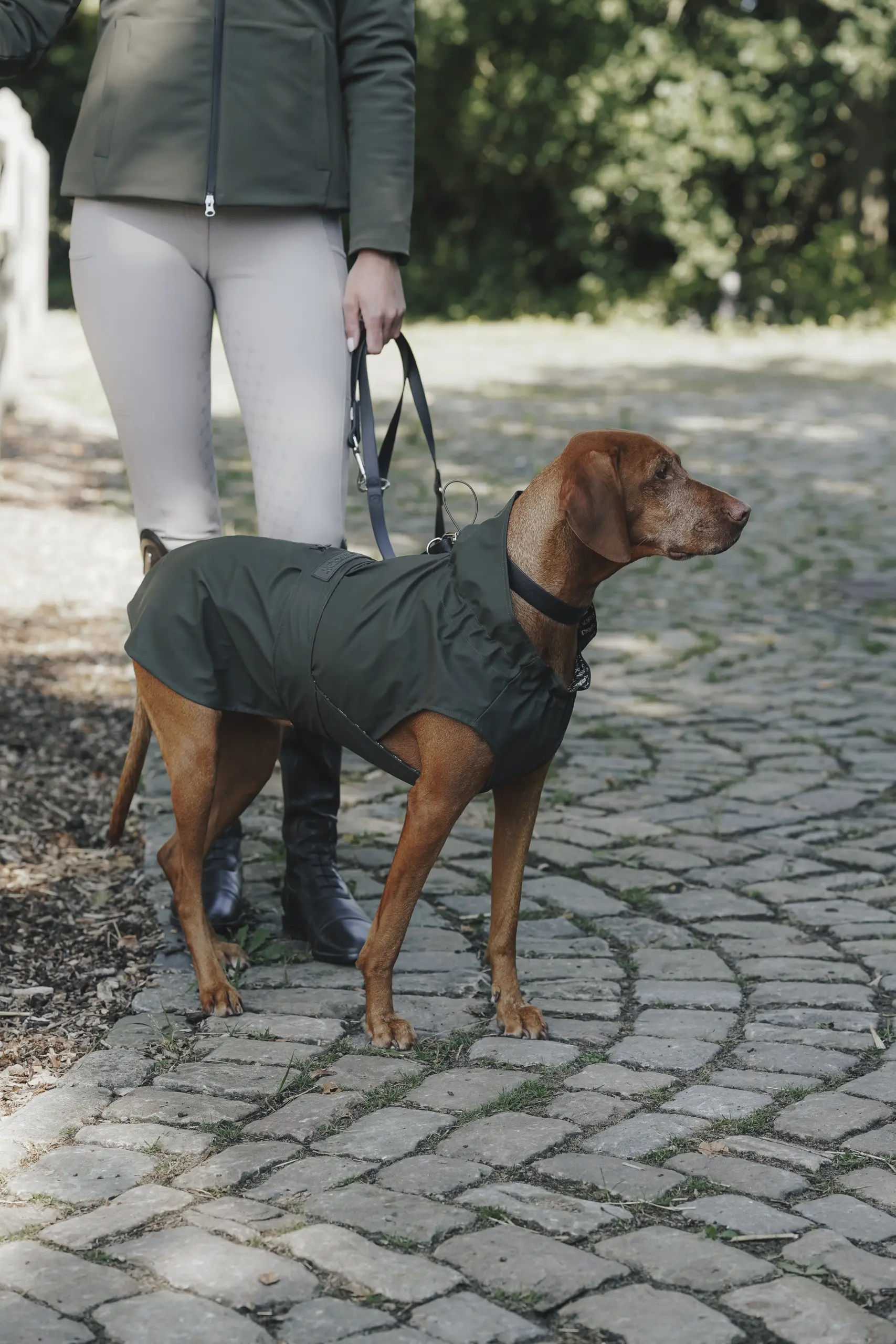 Hunde Regenmantel RAINSHIELD
