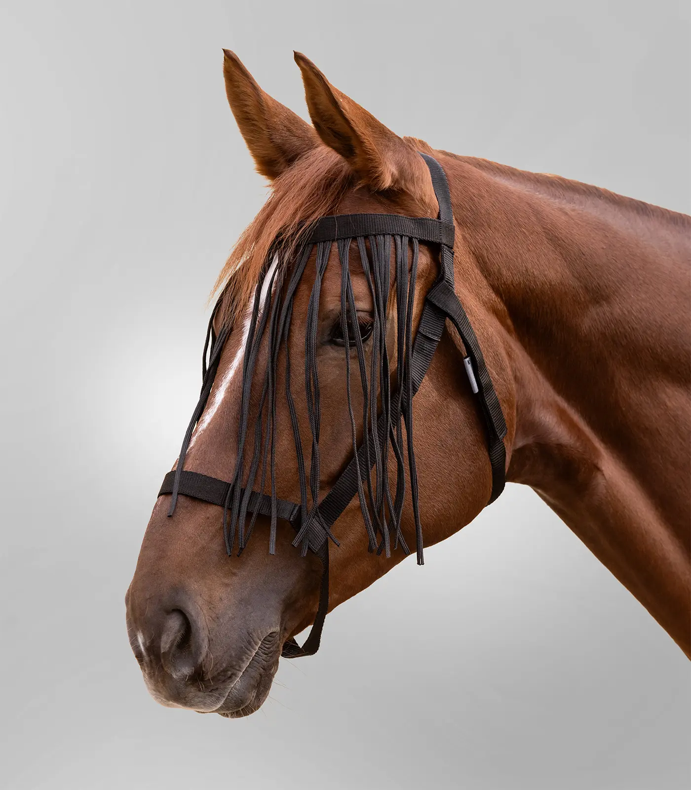 Pasture halter with fly fringes