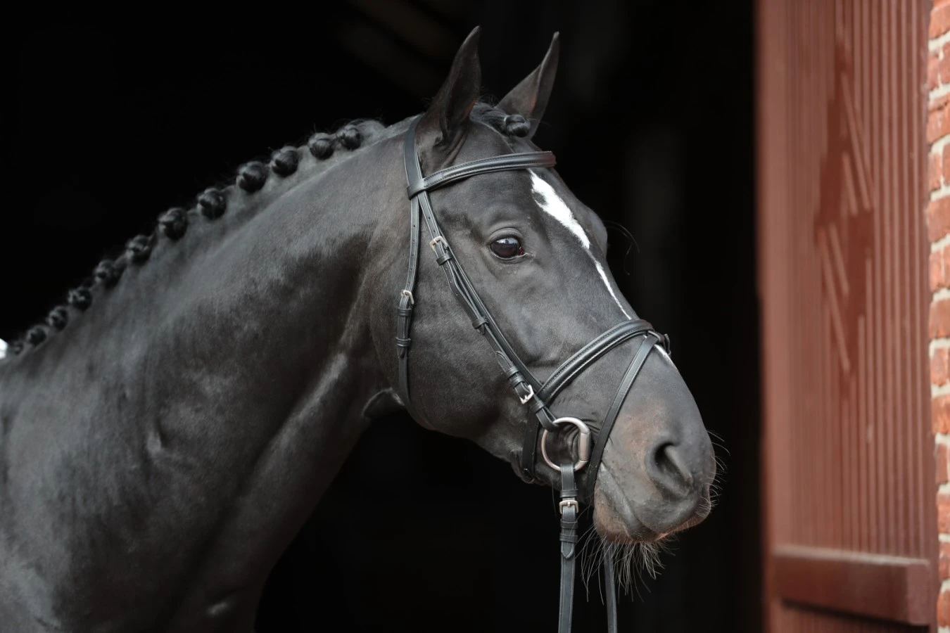 Bridle STANDARD