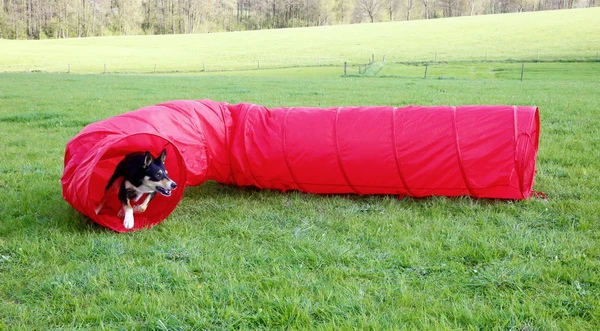 Agility Dog Tunnel, red, 5m, 60 cm