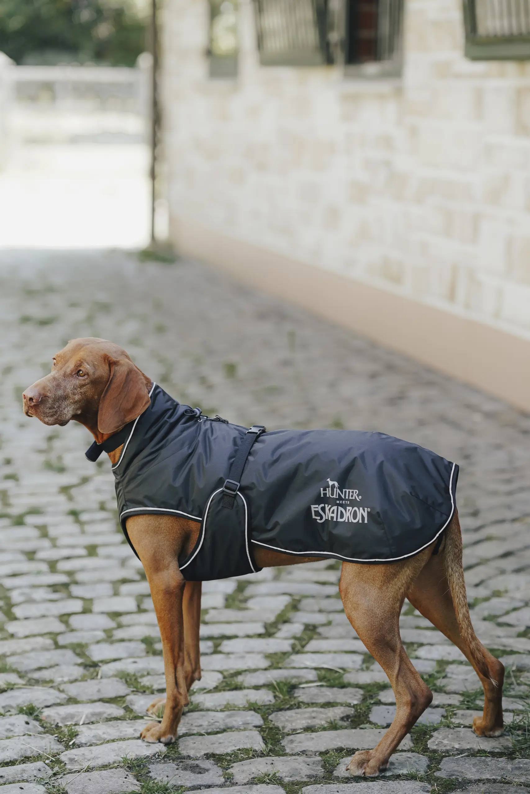Hunde Wintermantel VARIO