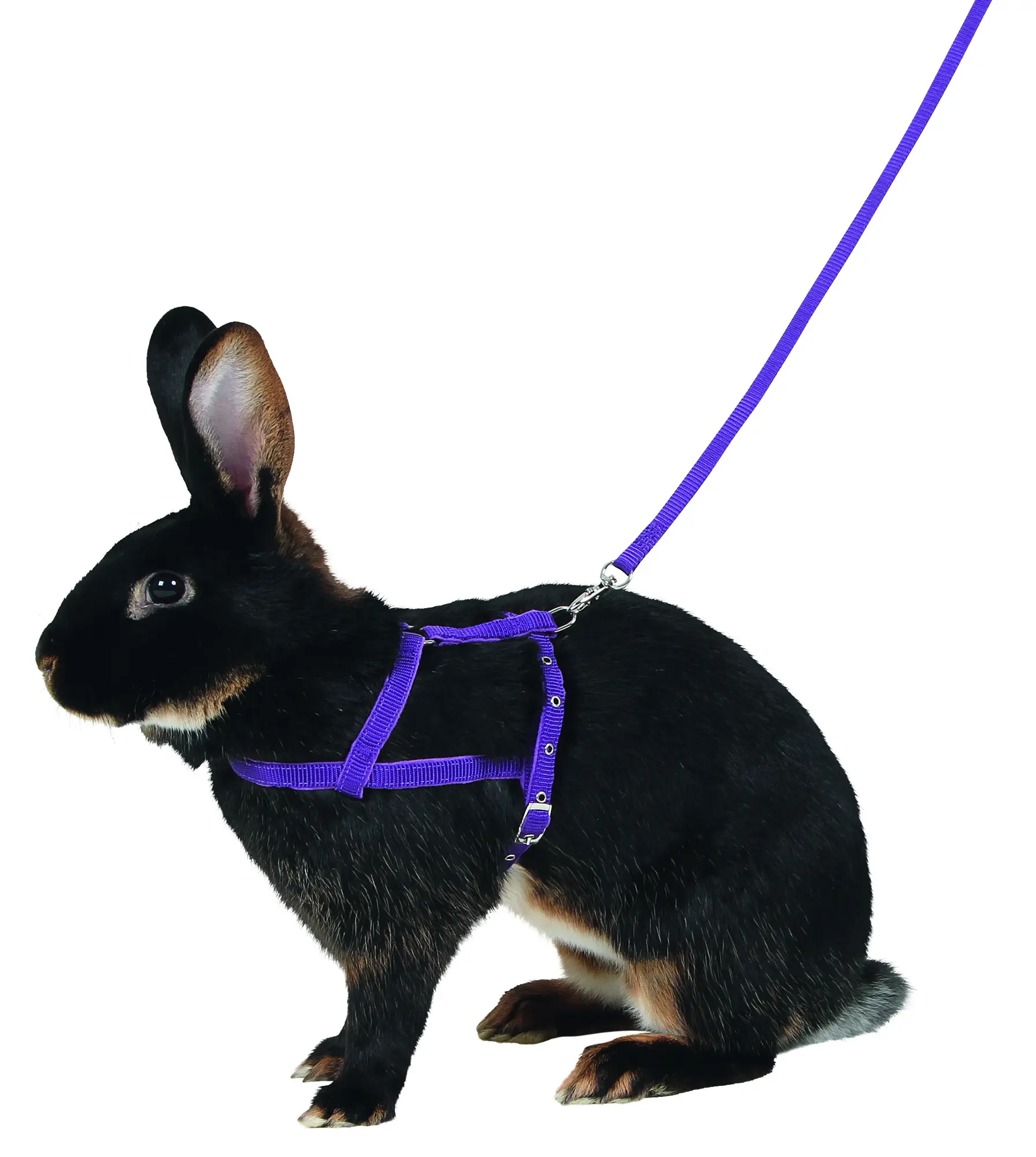 Shoulder Harness Agility