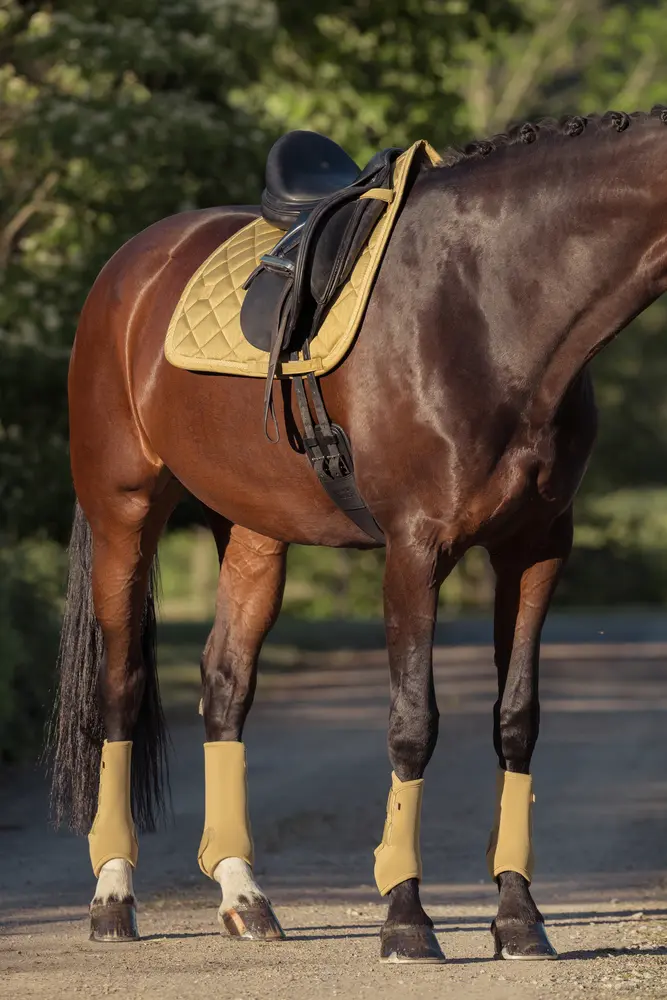 Gamaschen PRO DRESSAGE FRONT Heritage 25