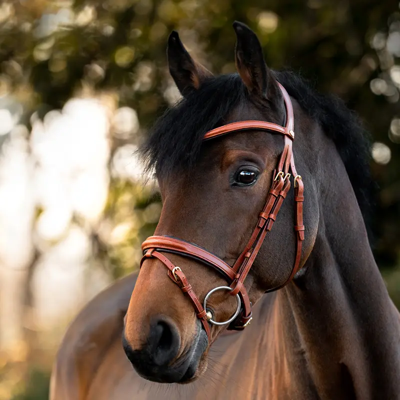 bridle "Robin" english nb. with flash