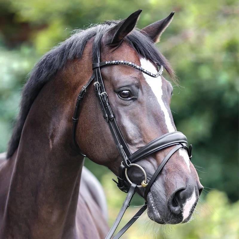 bridle OCEAN crank nb.with flash