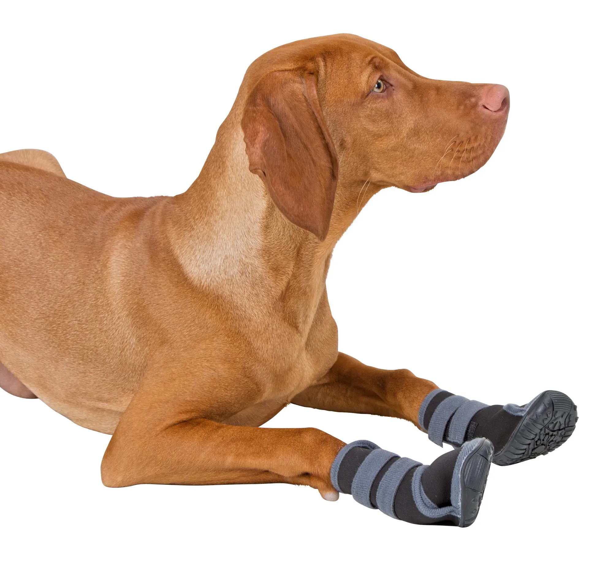 Paw Protection Active
