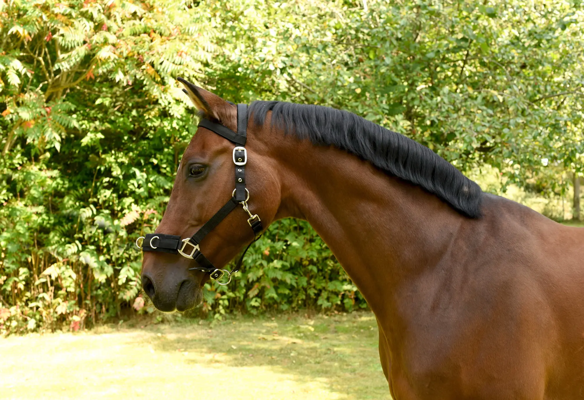 Lunge halter, black, Cob