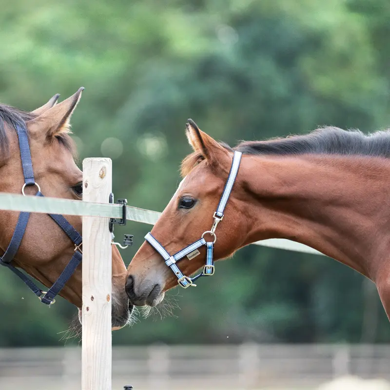nylon Foal/Yearling halter