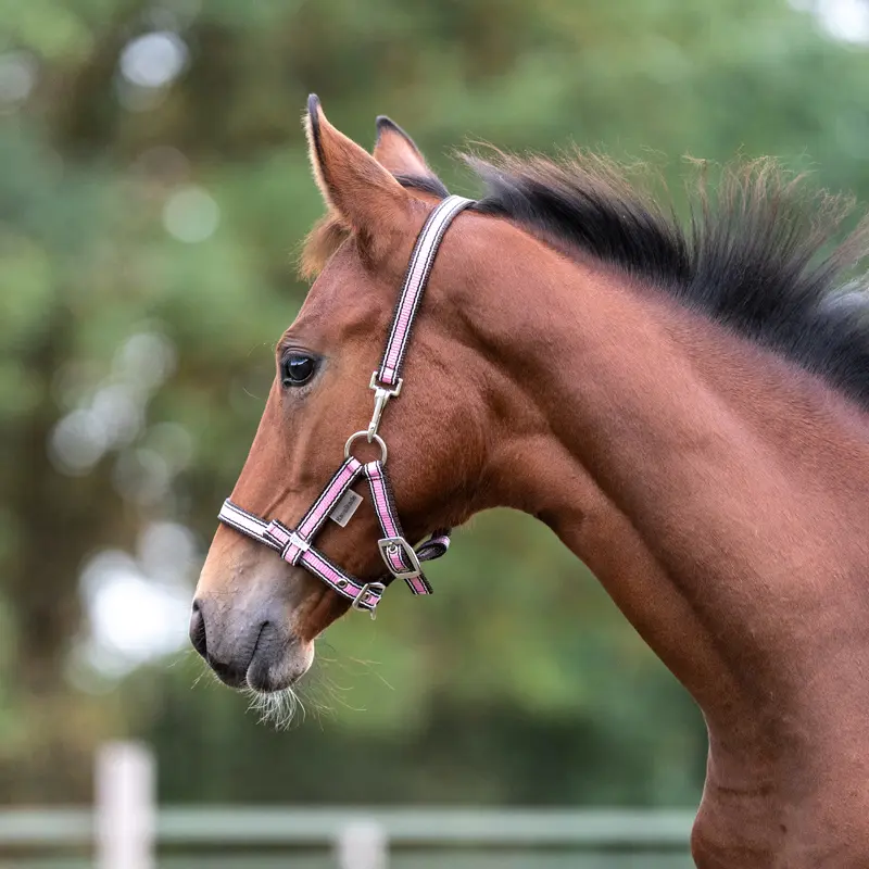 nylon Foal/Yearling halter