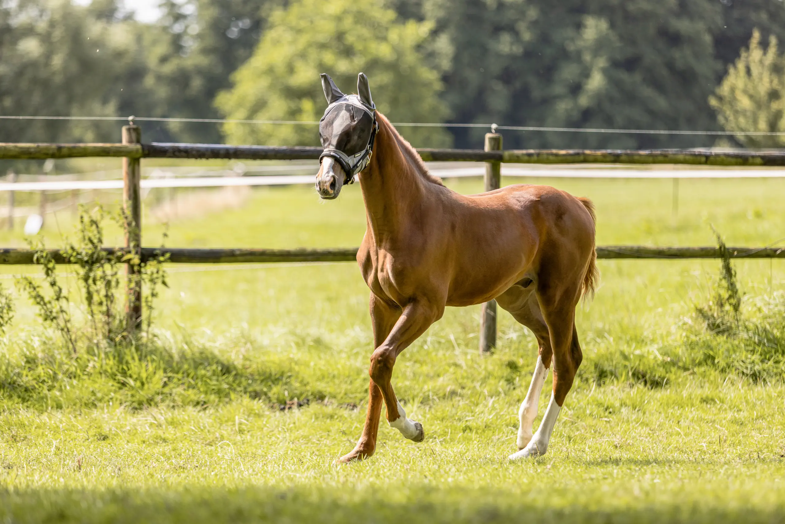 Pferd mit heller Nase/Nüsternpartie auf sonniger Weide, Sommer