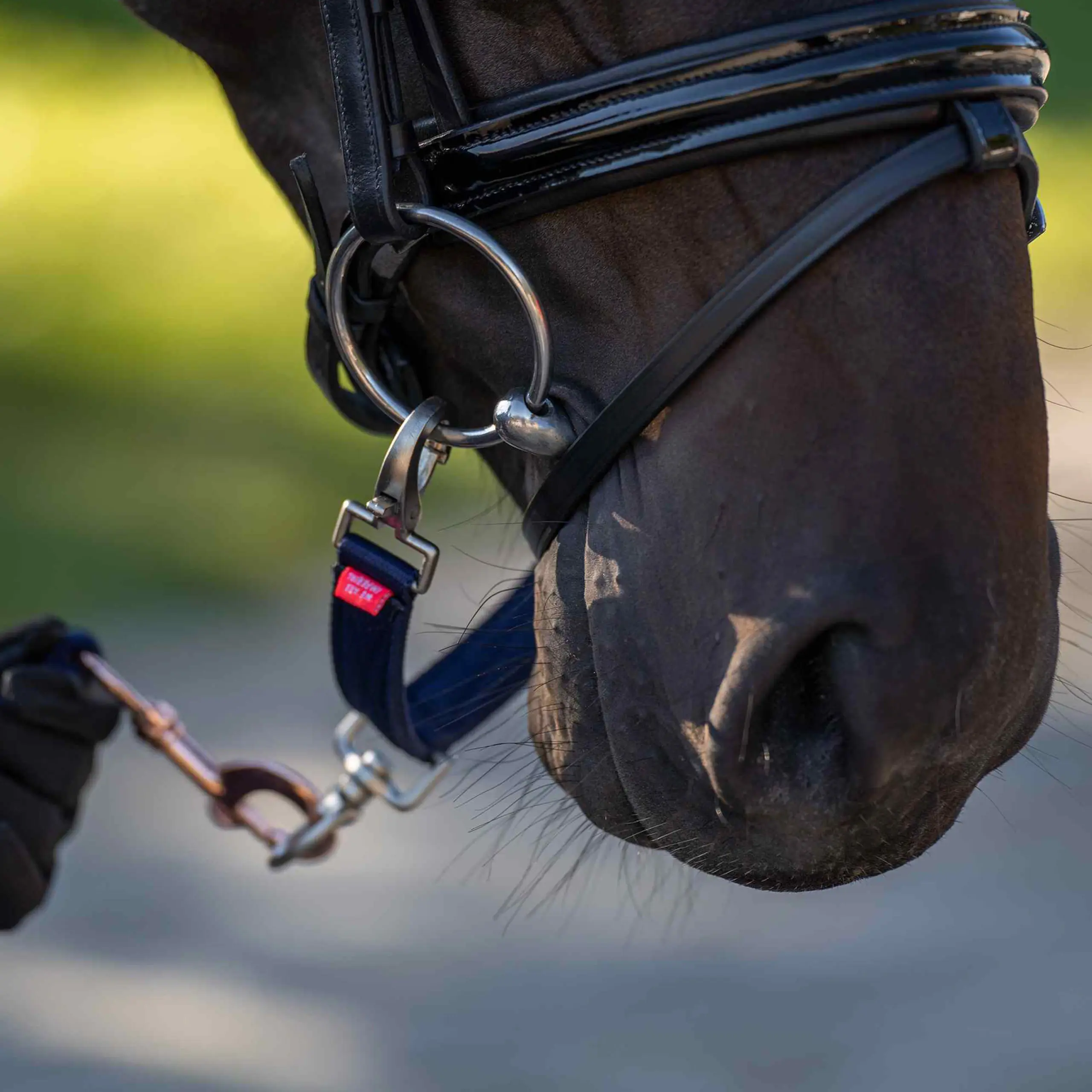 Lunging bit strap IRH Summer 2026