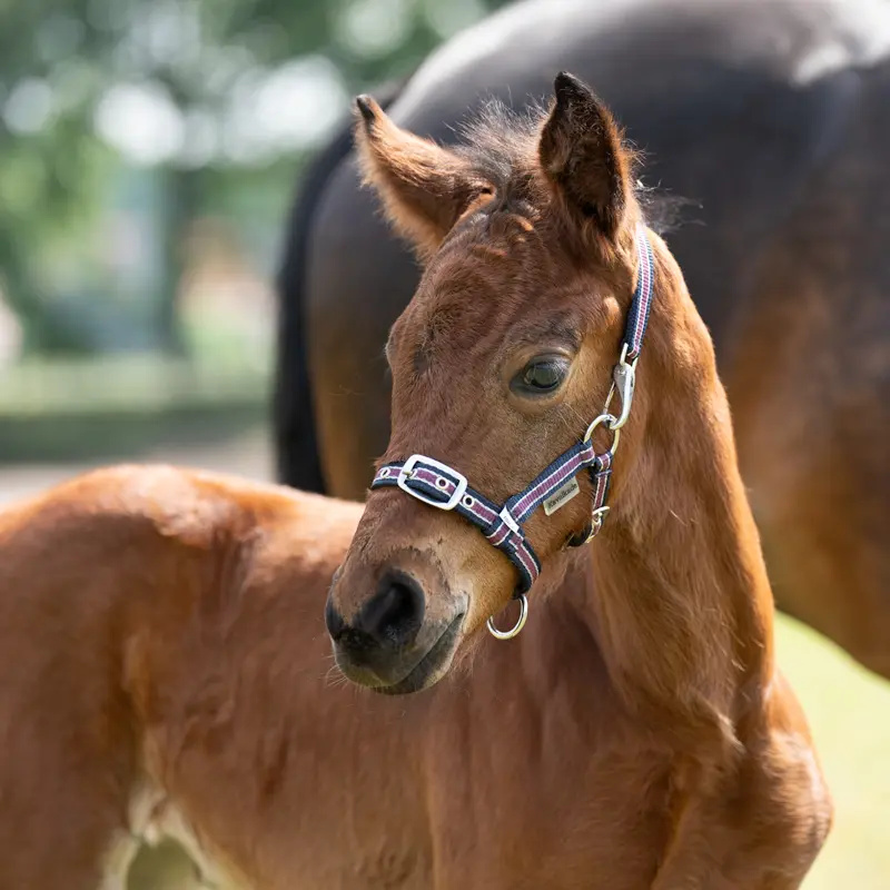 nylon Foal/Yearling halter