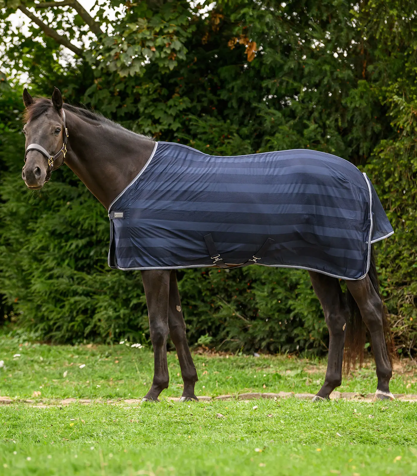 Fly blanket Economic